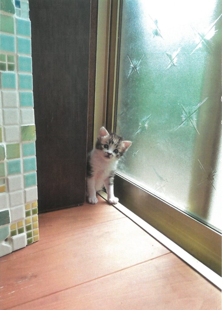 207 ひょこっ(ポコ太)