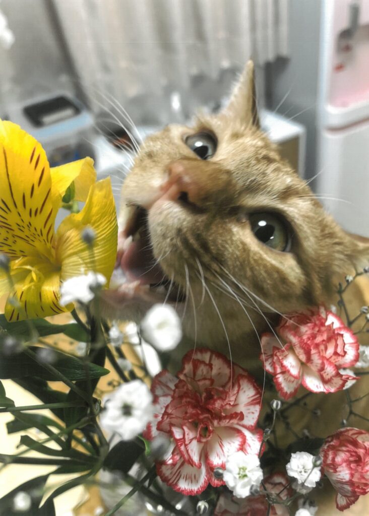 233 ちょっと味見♡(ヤンチャ君)