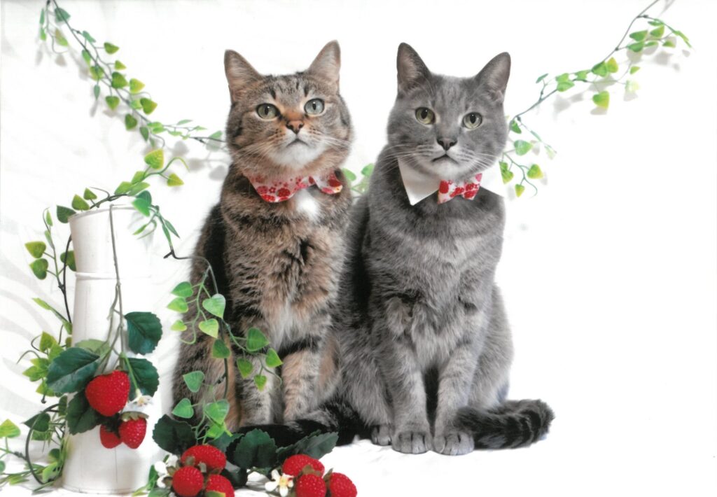 【12 兄弟仲良く、はいポーズ(しのさん)】大佛次郎×ねこ写真展2026人気投票　 公式ブログ・インスタグラム・フェイスブックで開催中。 「いいね！」を押して投票しよう！ #おさらぎねこ #ねこ写真展2026 #ねこ #猫 #猫好き #猫好きさんと繋がりたい 投票期限　2026年4月19日（日）23:59まで