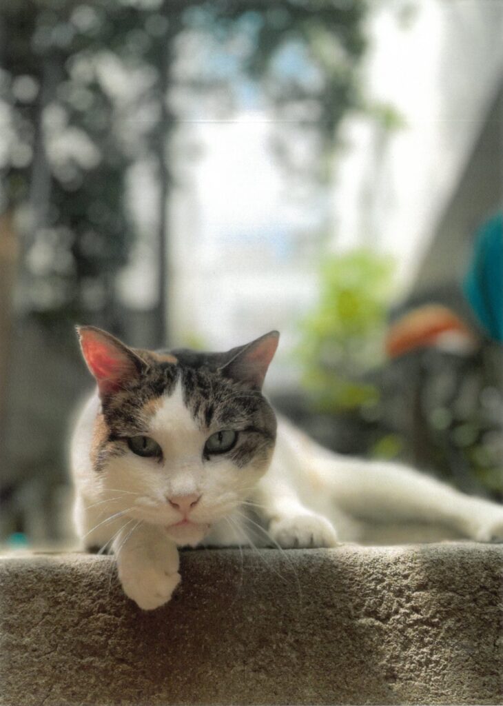 255 今日は、外でお仕事モード(よしよし)