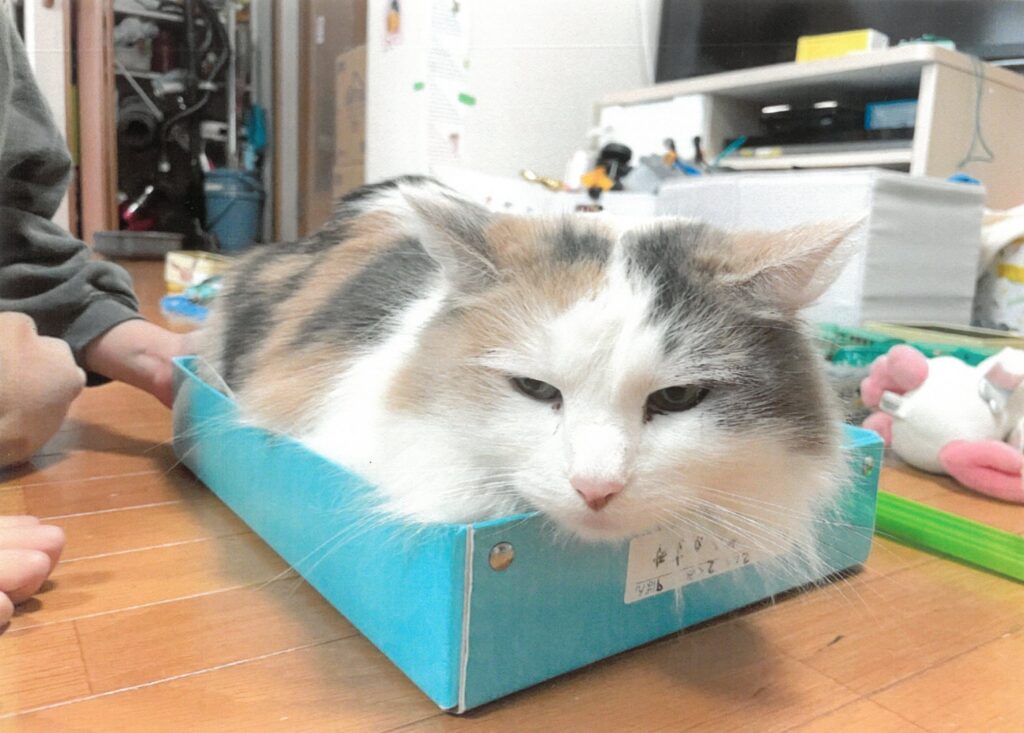 230 はこあったけえニャー!(かすみ)