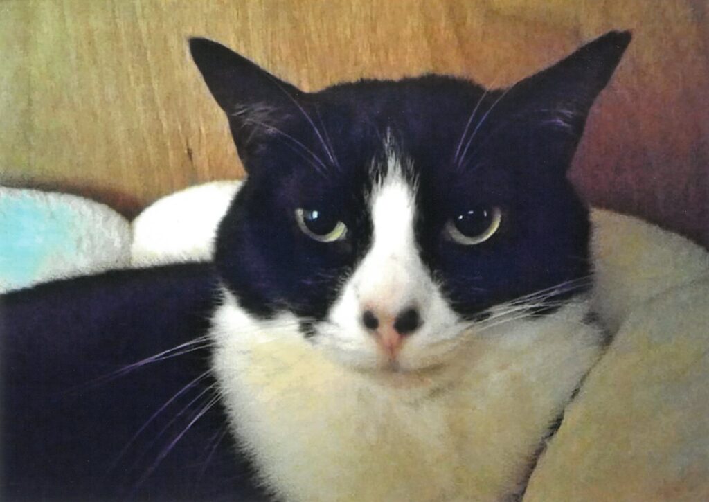 24 鼻の黒い点点がチャームポイント(Bee)