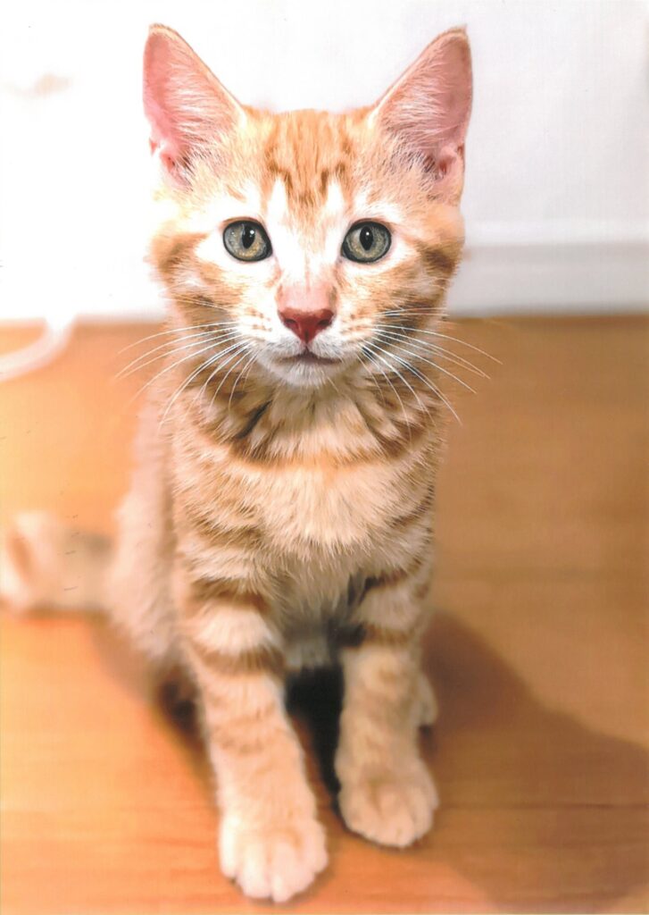 251 この瞳に、みらいの甘えん坊(石田裕子)