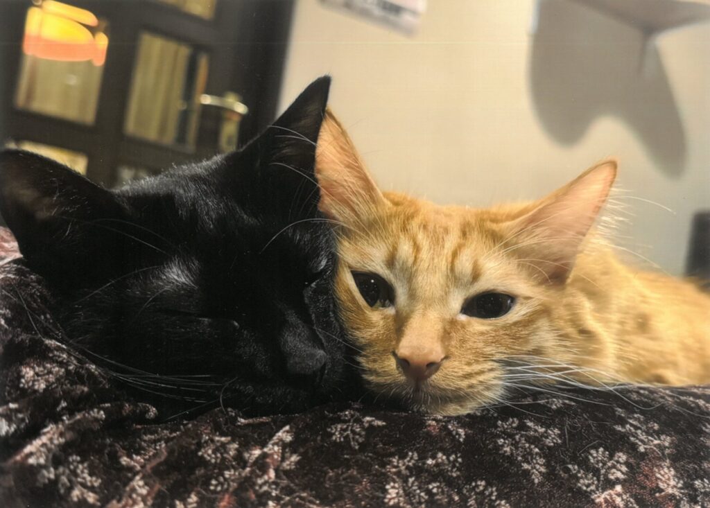 219 ぎゅうってしてるとあったかい(ちゃいこぴ)