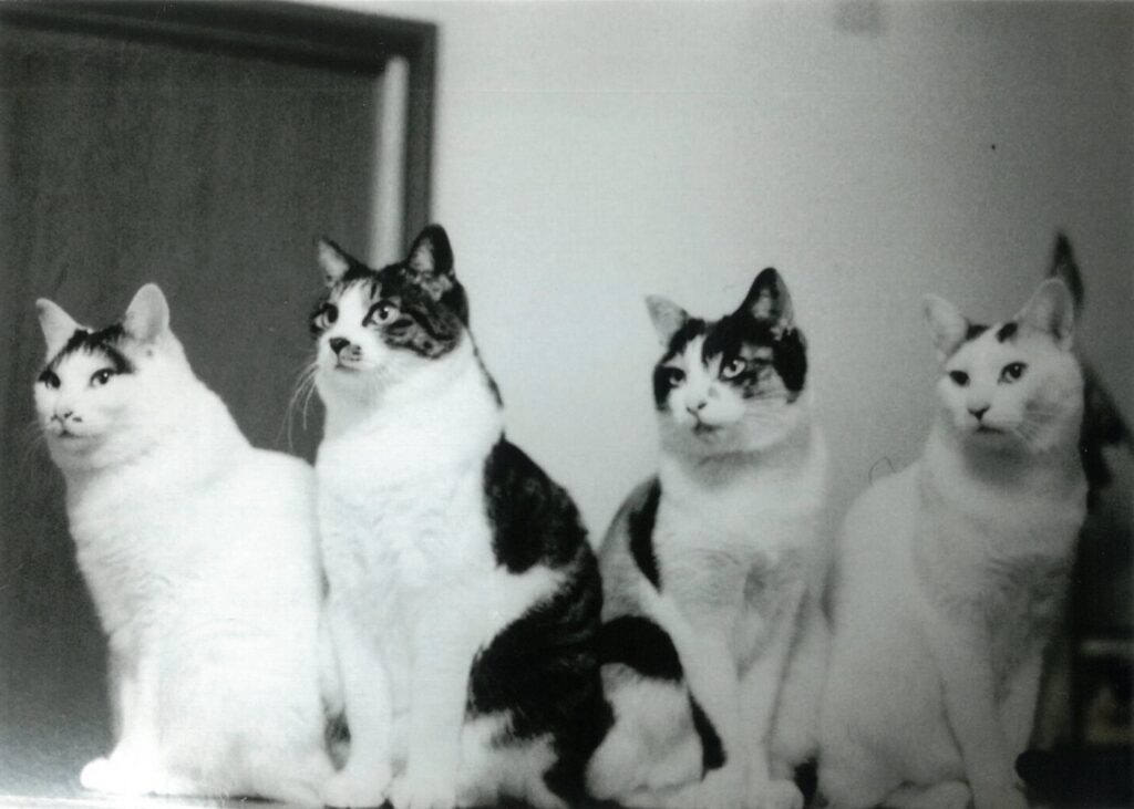 225 よんしまい(かつらちん)