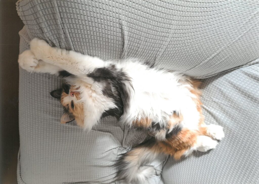 272のびー!大きくなったね、こむぎ(吉村明)