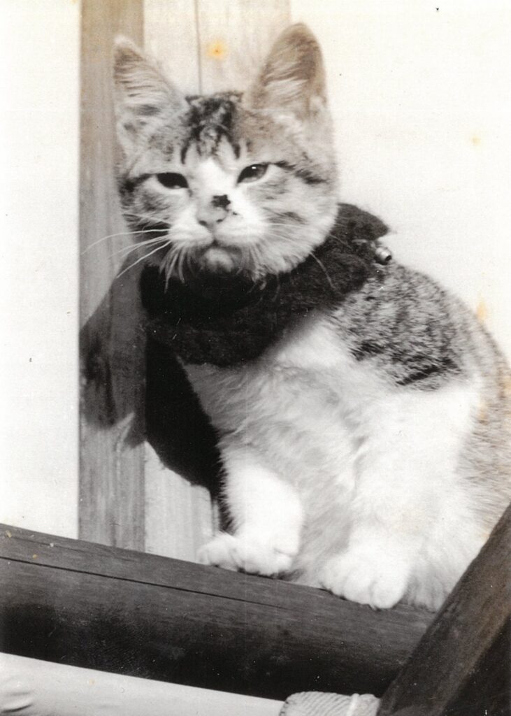 270 75年前－手編みのマフラー、暖かいな♡(よしこ)