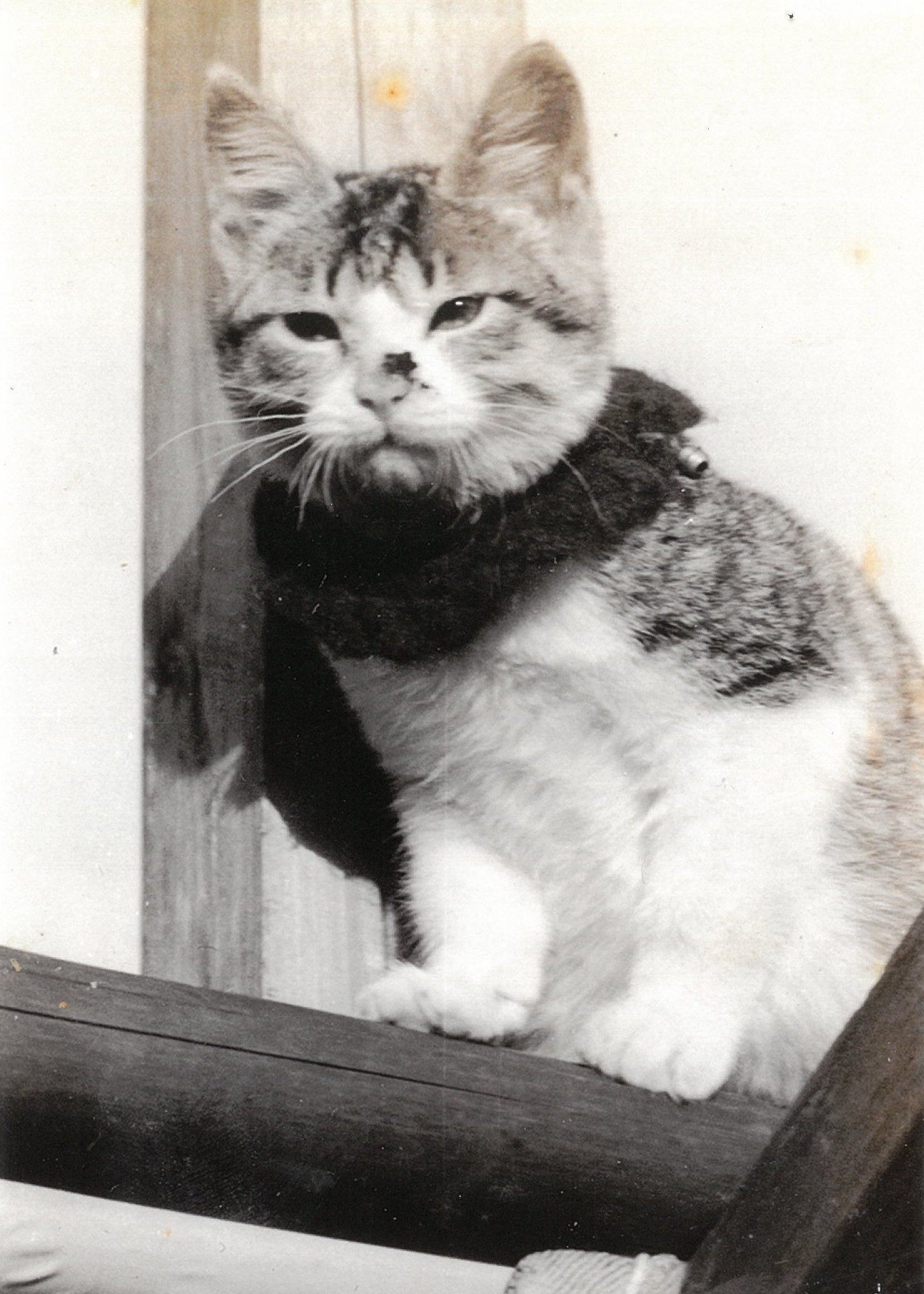 大佛次郎×ねこ写真展2026人気投票【270】 | 大佛次郎記念館