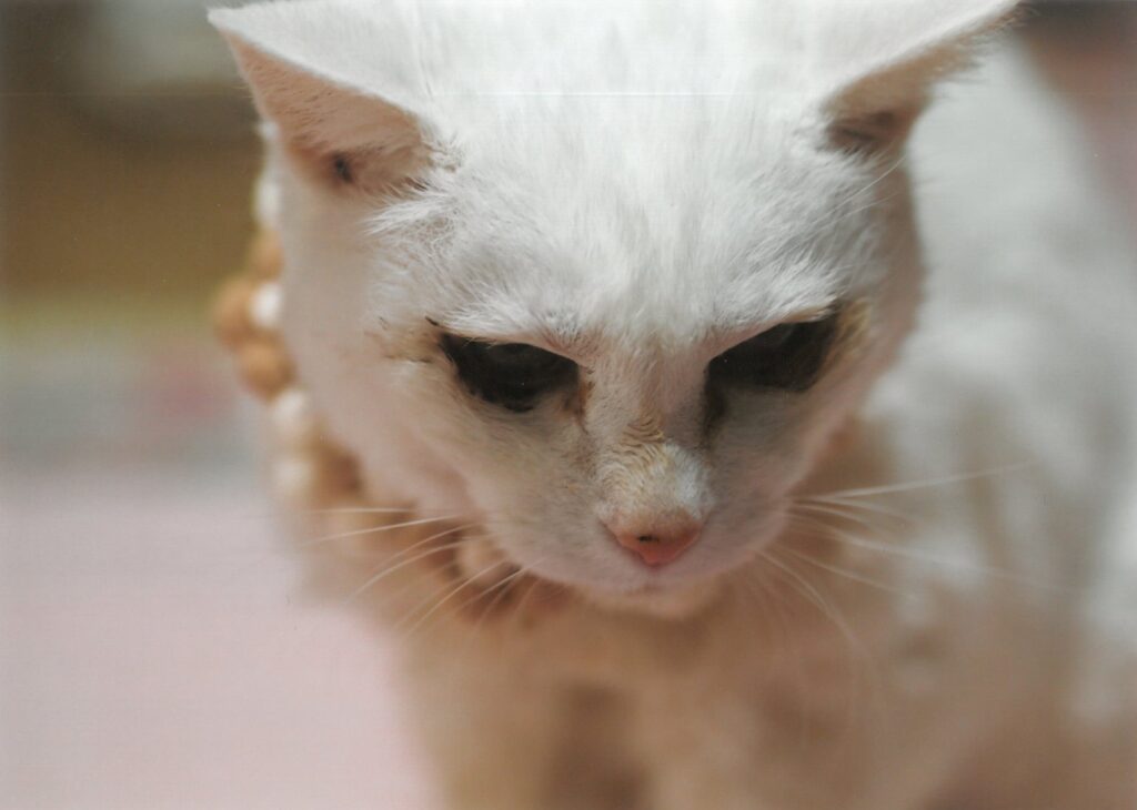 216 24才2ケ月で旅立ちました。愛子です。(yumerose)