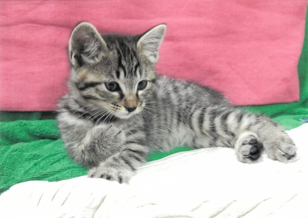 15 え？わたしですか？(田村博之)