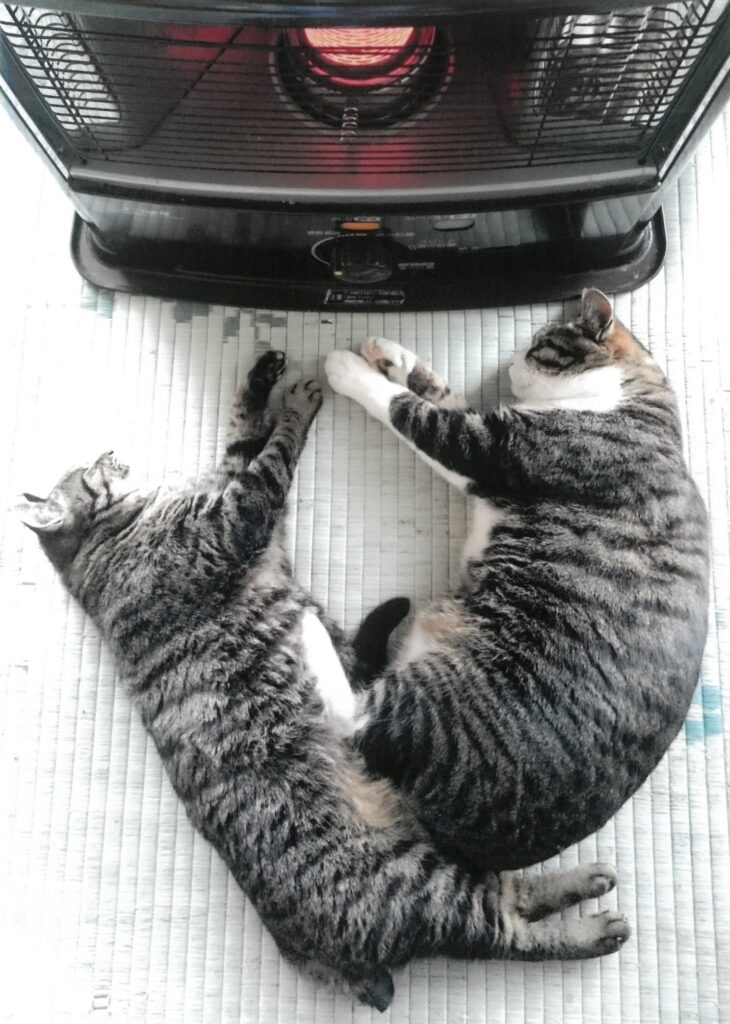 211 冬はストーブに限るね。(まりもみじ)