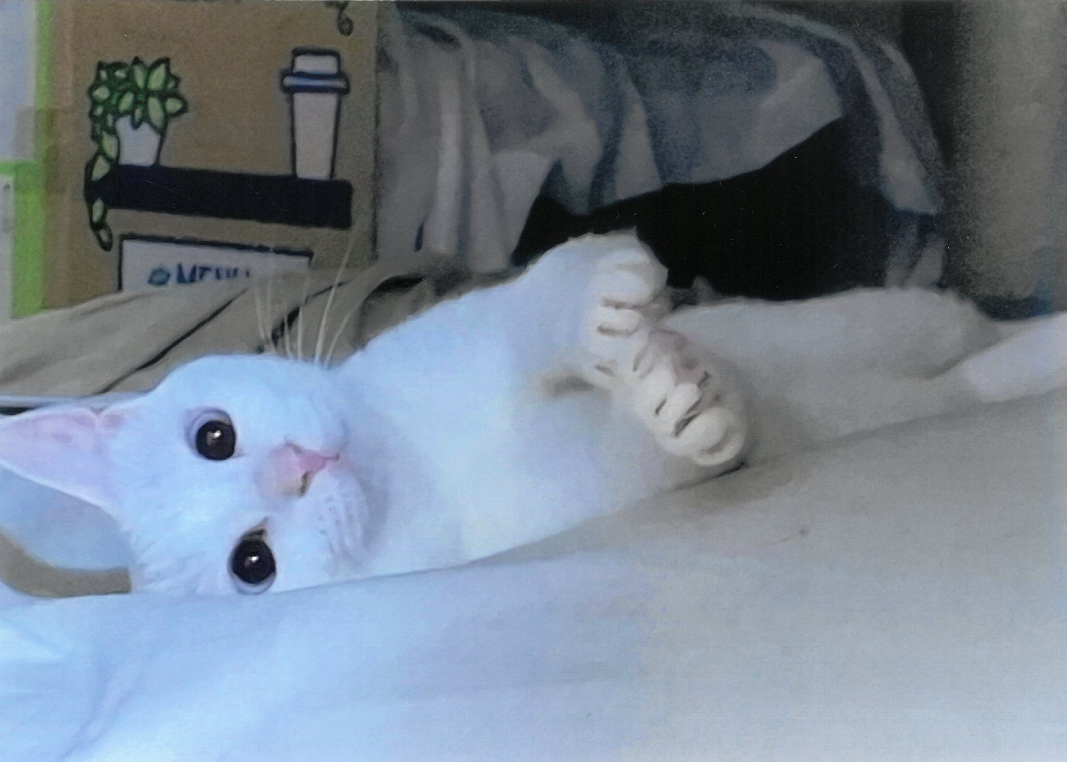 大佛次郎×ねこ写真展2026人気投票【128】 | 大佛次郎記念館