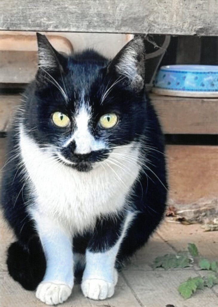 ３ いいよ(シャイミームーン)