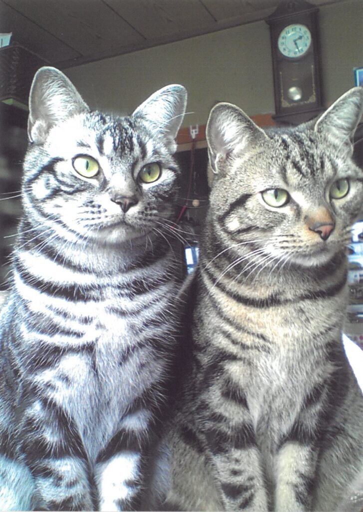 ９ 仲良し兄弟!(上原孝子)