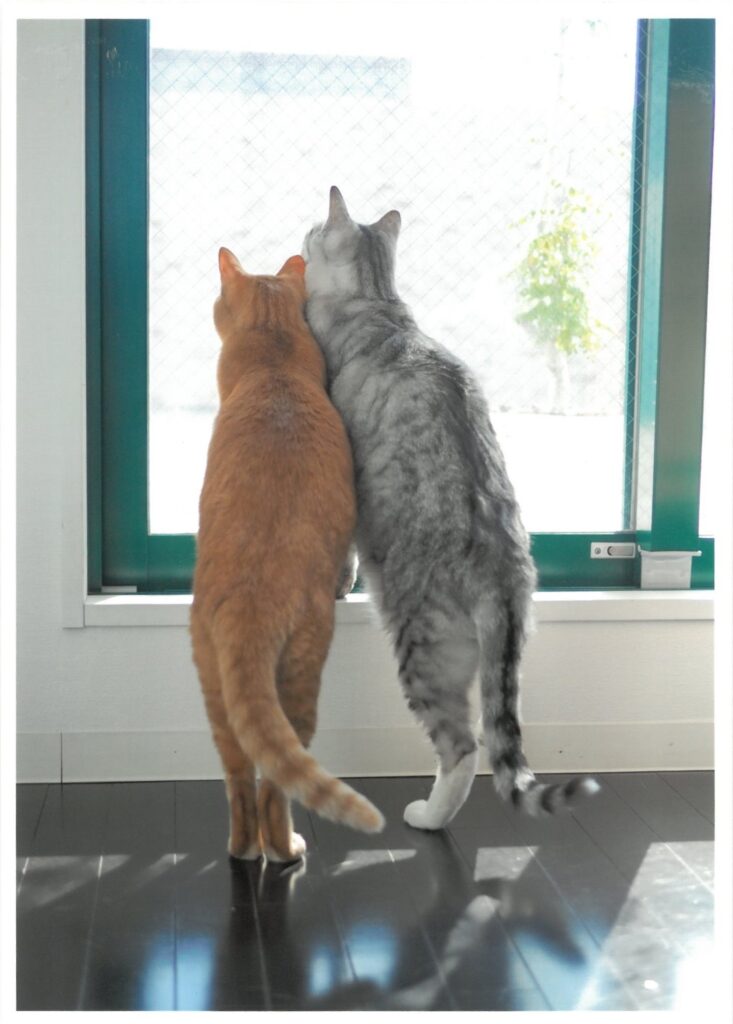 27 あれは何だろな？何かしら？(ebitorakage)