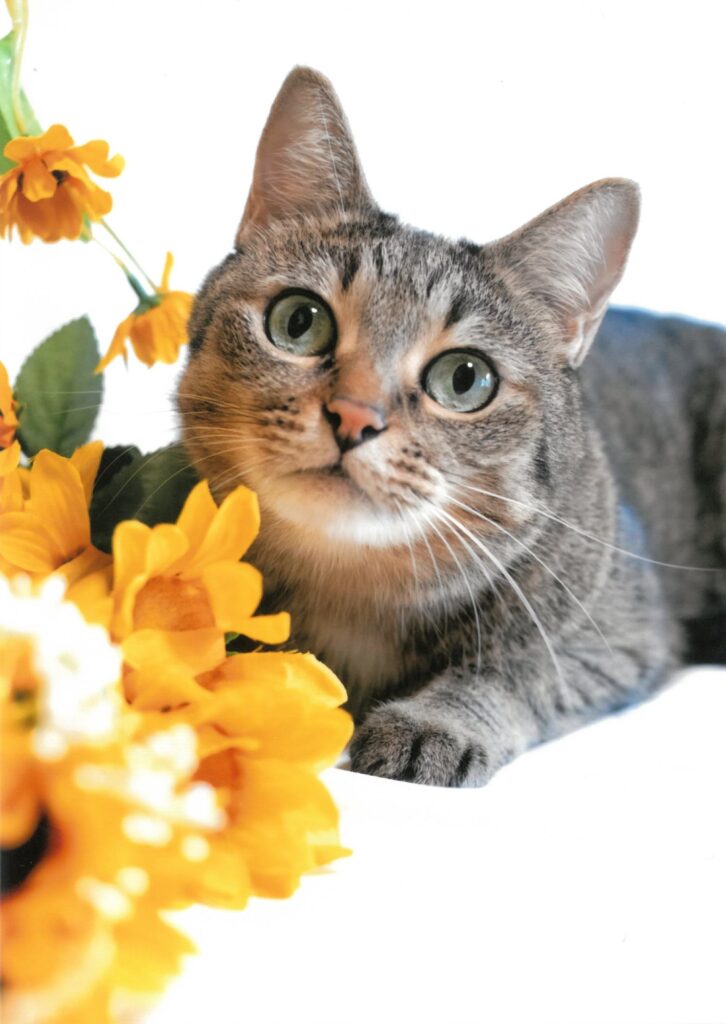 10 ひまわり娘(ゆずなつ)