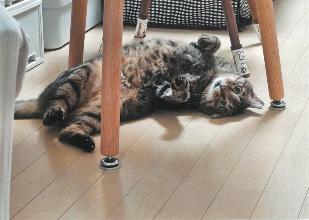 206 遊びに夢中!主に見つかりフリーズ中…(ふーてんの寅さん)