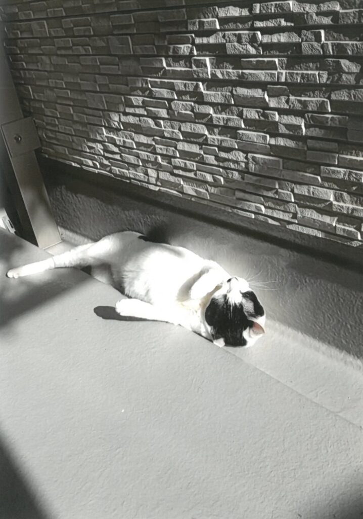 271 日向ぼっこきもちいいね、みるく(吉村明)