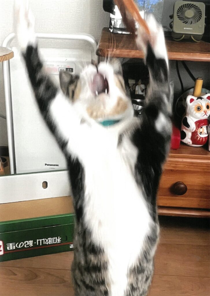 257 エイドリア～ン!!(ハマのロッキー)