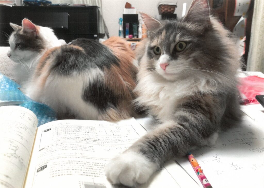 232 教科書の上が一番落ちつくにゃ(たっか)