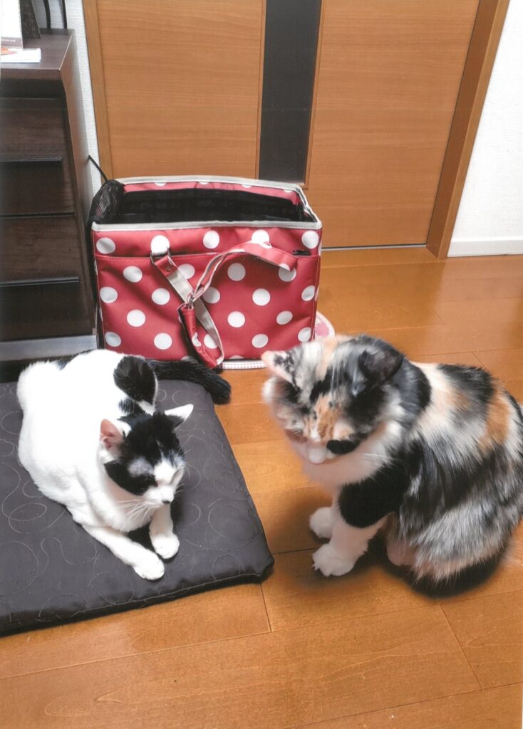 260 ただいま話し合い中 こむぎ&みるく(吉村美由紀)