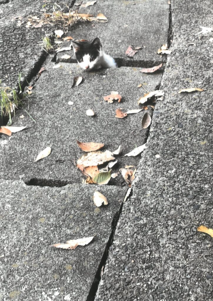 264 寒くなる前に、家においでよ。(あつこ)