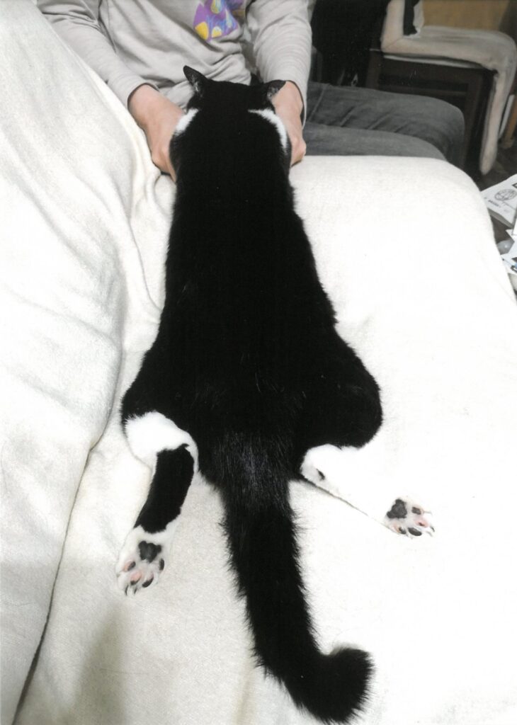 112 疲れたから抱っこして～。(クロ)