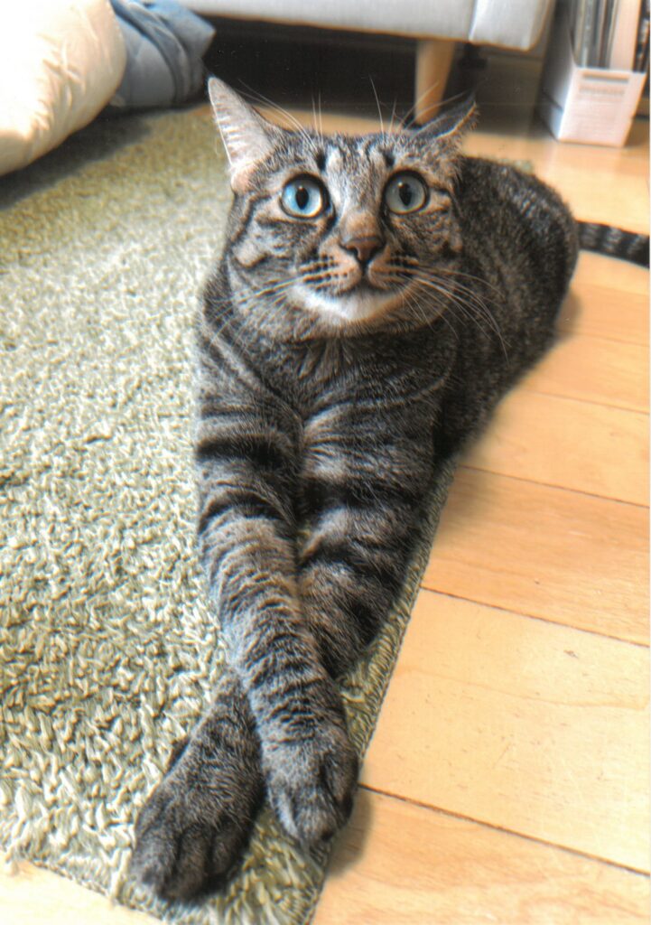 235 どした？はなし聞くよ？の顔。(Chaco)