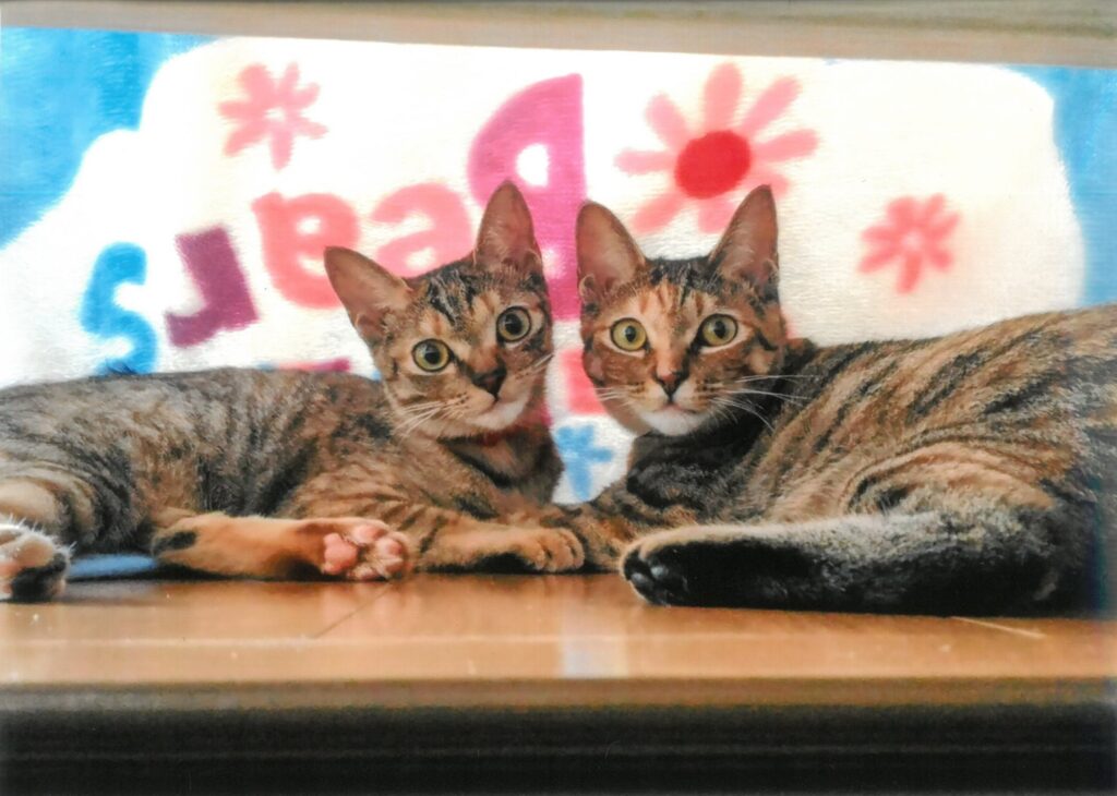 252 いつかの寒さを超えて、ぬくもり(石田裕子)