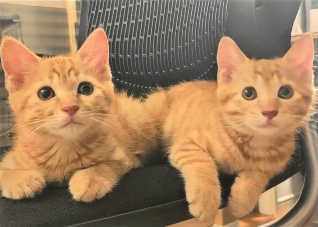 250 兄弟(石田卓也)