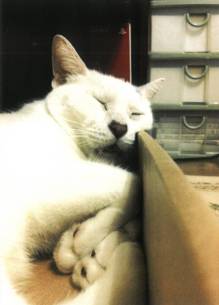 267 Ƶ～～～．．．(ごろう)